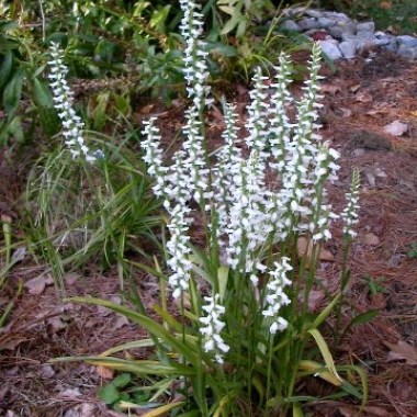 spiranthes_plant (1)
